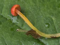 Pruinomycena acicula