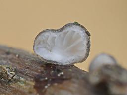 Hohenbuehelia cyphelliformis