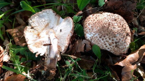 Echinoderma asperum