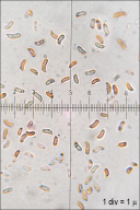 Pycnoporus cinnabarinus