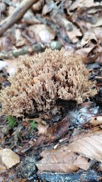 Ramaria fennica