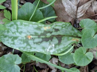 Uromyces erythronii