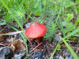 Hygrocybe conica