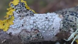 Xanthoria parietina