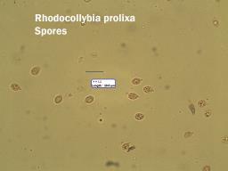 Rhodocollybia prolixa