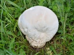 Calvatia gigantea