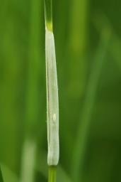 Epichloë typhina