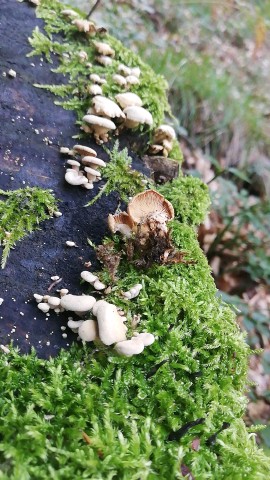 Panellus stipticus