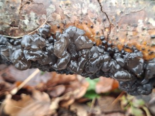 Exidia nigricans