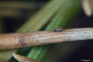 Dothistroma septosporum/pini