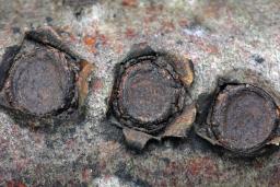 Biscogniauxia marginata