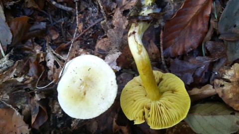 Tricholoma sulphureum