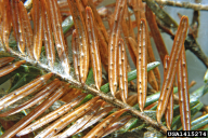 Cytospora pinastri
