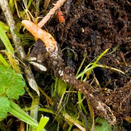 Cordyceps militaris
