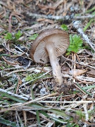 Rhizocybe pruinosa