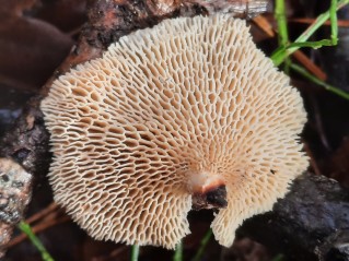 Neofavolus alveolaris