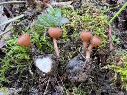 Dumontinia tuberosa