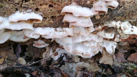 Phlebia tremellosa