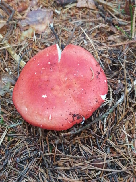 Russula rosea