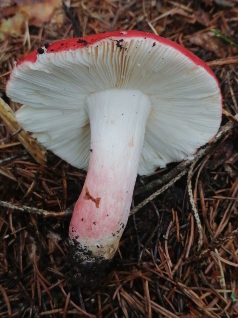 Russula rosea