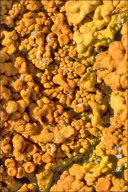 Xanthoria calcicola