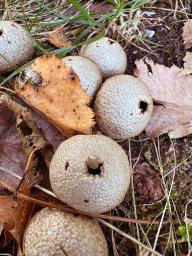 Apioperdon pyriforme