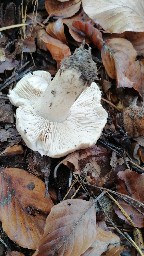 Tricholoma pardinum