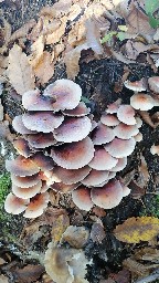 Hypholoma lateritium