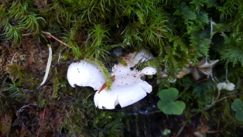 Osteina obducta