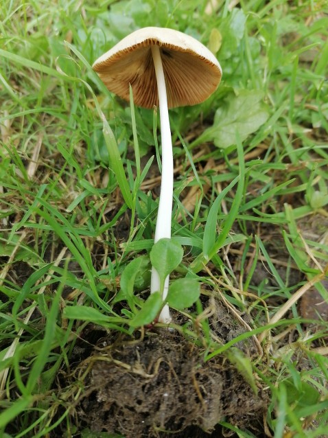 Conocybe apala