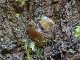 Elaiopezia simplex