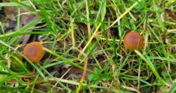 Tubaria furfuracea