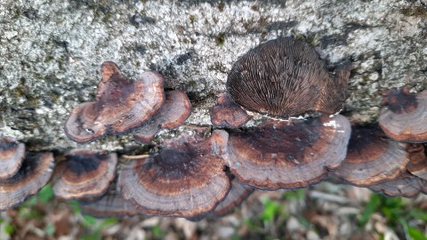 Daedaleopsis tricolor