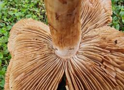 Inocybe fraudans