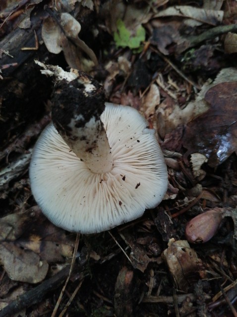 Lyophyllum loricatum