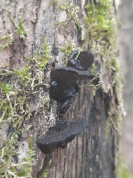 Exidia glandulosa