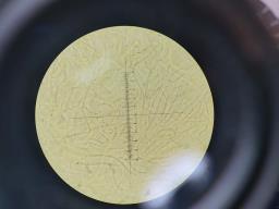 Dacrymyces capitatus