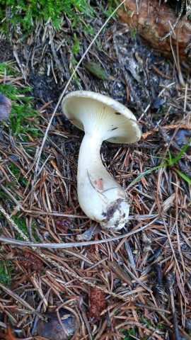 Ampulloclitocybe clavipes