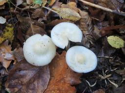 Cuphophyllus russocoriaceus