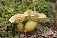 Tricholoma sulphureum