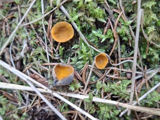 Caloscypha fulgens