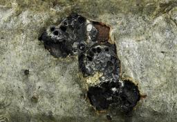 Diatrypella favacea