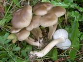 Lyophyllum loricatum