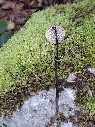 Mycetinis alliaceus