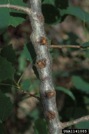 Saperda populnea