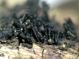 Peroneutypa scoparia