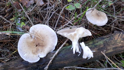 Ampulloclitocybe clavipes