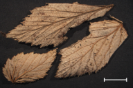 Triphragmium ulmariae