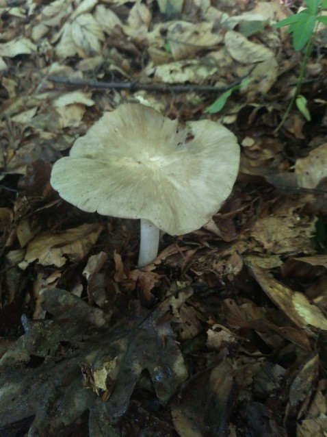Megacollybia platyphylla