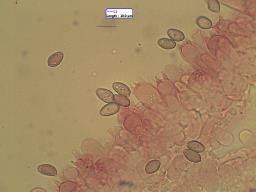 Agrocybe praecox